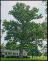 Northern red oak.jpg