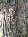 Red maple bark.jpg