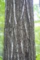 Northern red oak bark.jpg