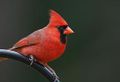 Northern cardinal.jpg