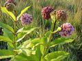 Common milkweed.jpg
