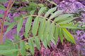 Staghorn sumac leaves.jpg