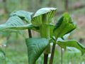 Jack in the pulpit.jpg
