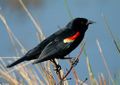 Red winged blackbird.jpg