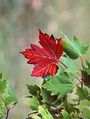 Red maple leaf.jpg