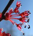 Red maple flower.jpg