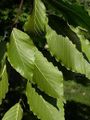 American beech leaves.jpg