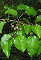 Callery pear leaves and fruits.jpg