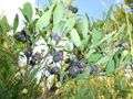Low bush blueberry.jpg
